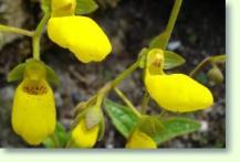 Calceolaria