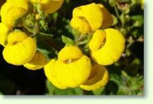 Calceolaria