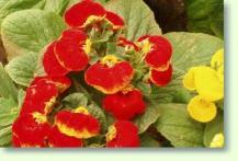 Calceolaria Herbeohybrida