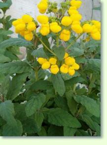 Pantoffelblume: Calceolaria integrifolia Hybrid