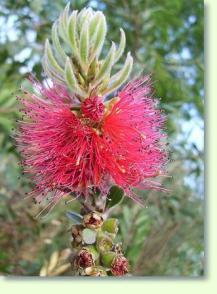 Pfeifenputzer: Callistemon citrinus