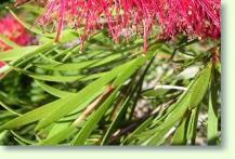 Pfeifenputzer: Callistemon citrinus