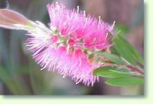 Callistemon citrinus