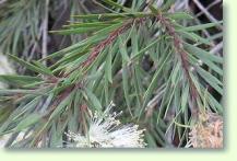 Callistemon salignus