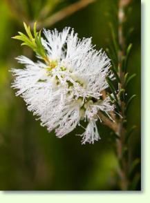 Callistemon