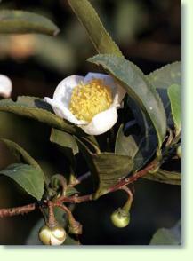 Camellia sinesis