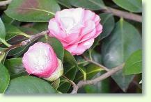 Camellia japonica