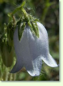 Campanula barbata