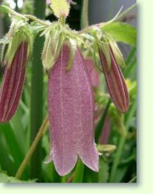 Campanula