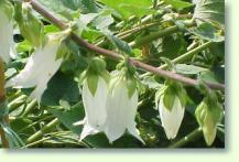 Campanula