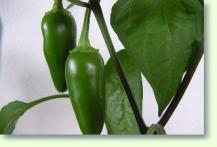 Peperoni capsicum annuum