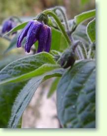 Chilli Capsicum pubescens