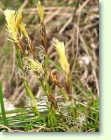 Carex humilis