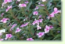 Zum vergrößern klicken Catharanthus