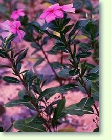 Zum vergrößern klicken Catharanthus roseus