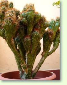 Maceta cactus Cereus