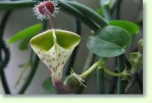 Ceropegia