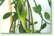 Zum vergrößern klicken Ceropegia