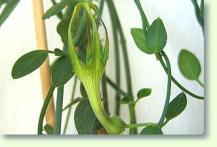 Ceropegia