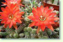 Echinopsis chamaecereus