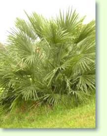 Zum vergrößern klicken Chamaerops humilis / Zwergpalme / Früchte