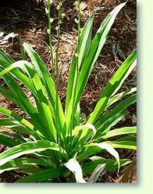 Chlorophytum