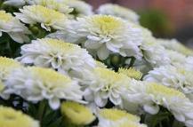 Chrysanthemen