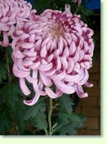 Chrysanthemen Chrysanthemum morifolium