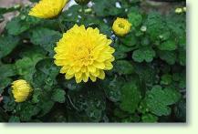 Chrysanthemen Chrysanthemum x grandiflorum