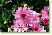 Chrysanthemen Argyranthemum frutescens