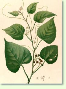 Klimme: Cissus repens