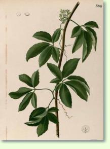 Klimme: Cissus mutabilis