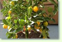 Citruspflanzen