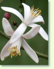 White Lemon Flowers