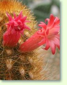 Cleistocactus icosagonus