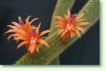 Cleistocactus winteri