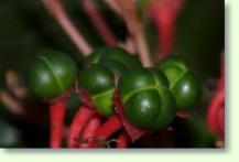 Clerodendron speciosissimum