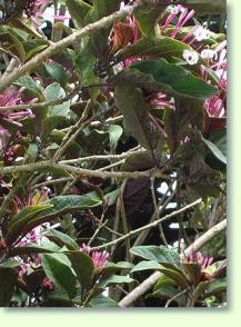 Zum vergrößern klicken Clerodendrum