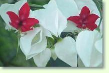 Clerodendrum