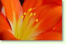 Zum vergrößern klicken Clivia miniata