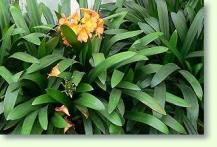 Zum vergrößern klicken Clivia / Riemenblatt