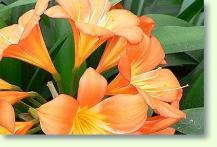 Riemenblatt: Clivia miniata