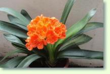Zum vergrößern klicken Clivia orange