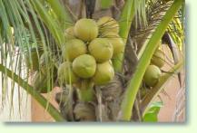 Kokosnuss Cocos nucifera
