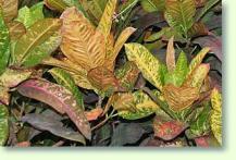 Codiaeum variegatum (Croton)