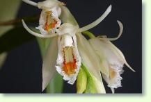 Coelogyne calcicola