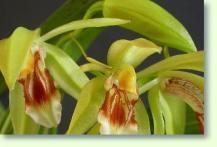 Zum vergrößern klicken Coelogyne fuerstenbergiana