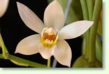 Zum vergrößern klicken Coelogyne lactea
