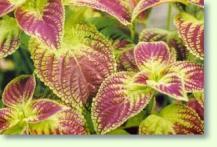 Green maroon Solenostemon