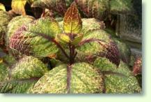 Solenostemon sp.